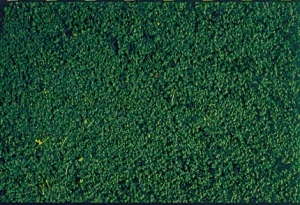 Heki 1603 Heki Mikroflor zieleń sosny 28x14 cm