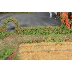HEKI 11806 Żywopłot z krzewów róży 7x7x500 mm, 2 szt.