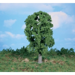 HEKI 1987 Dąb 20 cm, 1 szt.