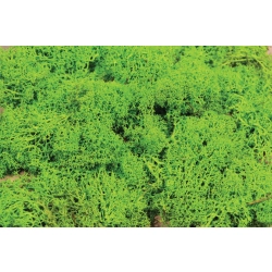 HEKI 3219 Mech jasnozielony 75 g